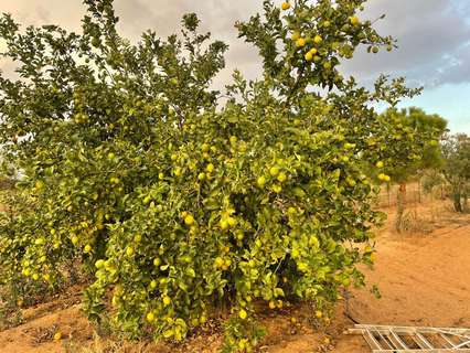 Parcela rústica en venta en Almonte