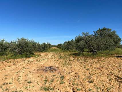 Parcela rústica en venta en Bollullos Par del Condado