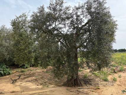 Parcela rústica en venta en Bollullos Par del Condado