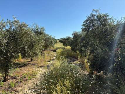 Parcela rústica en venta en Bollullos Par del Condado