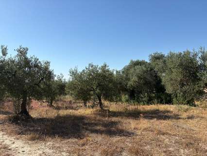 Parcela rústica en venta en Sanlúcar la Mayor