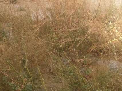 Parcela rústica en venta en Monóvar/Monòver