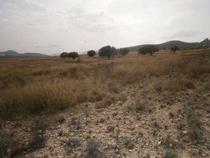 Parcela rústica en venta en Salinas