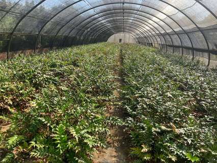 Casa rústica en venta en Alfarp