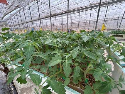 Parcela rústica en venta en Motril