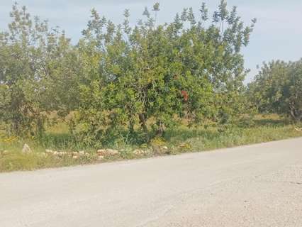 Parcela rústica en venta en Amposta