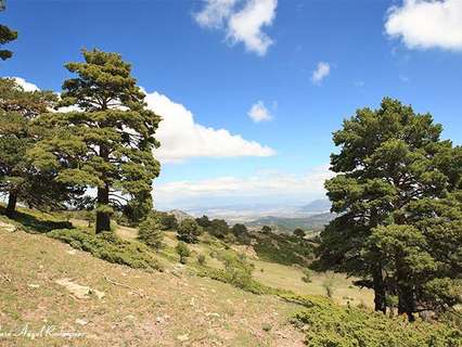 Parcela rústica en venta en Biar