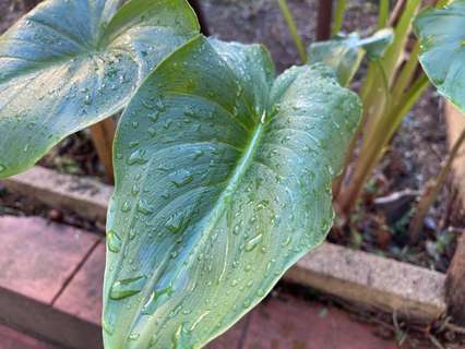 Casa en venta en Cardedeu