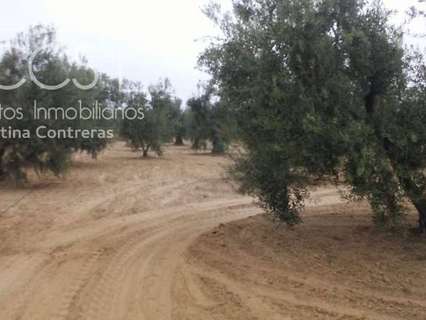 Parcela en venta en Almonte zona Raigal rebajada