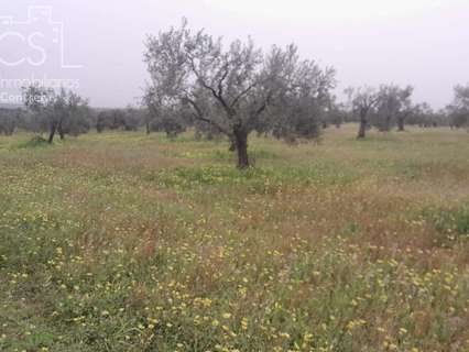 Parcela en venta en Almonte zona Almonte