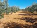 Parcela en venta en Almonte zona Raigal