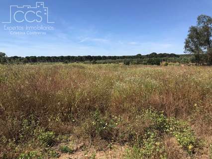 Parcela en venta en Almonte zona Camino de Cabezo Gordo