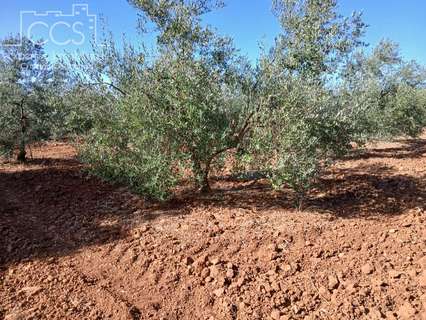 Parcela en venta en Almonte zona Almonte