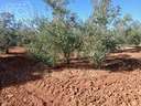 Parcela en venta en Almonte zona Almonte