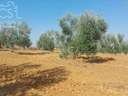 Parcela en venta en Almonte zona La Carpintera