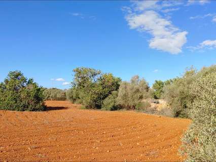 Parcela rústica en venta en Llucmajor