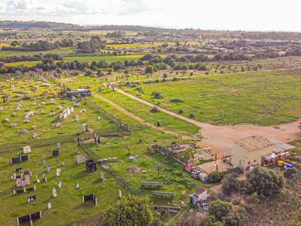 Parcela rústica en venta en Marratxí