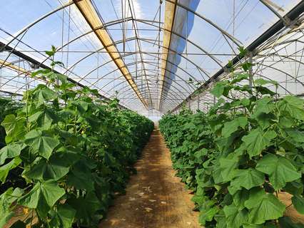 Parcela rústica en venta en Níjar