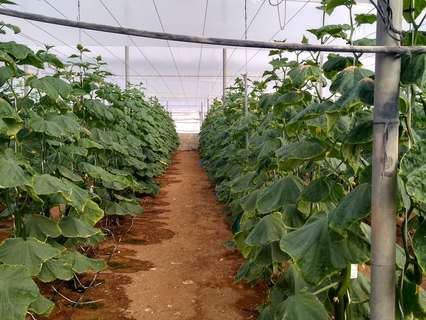 Parcela rústica en venta en Níjar