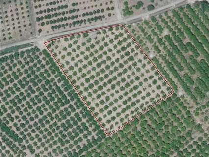 Parcela rústica en venta en Alzira