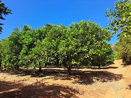 Parcela rústica en venta en Carcaixent