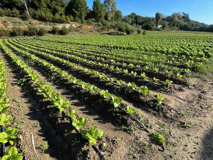 Parcela rústica en venta en Arcos de la Frontera