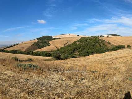 Parcela rústica en venta en Arcos de la Frontera rebajada