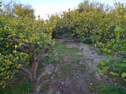 Parcela rústica en venta en Villanueva del Río Segura