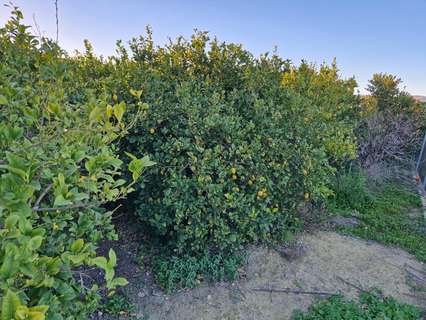 Parcela rústica en venta en Villanueva del Río Segura