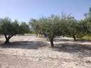 Parcela rústica en venta en Ontinyent