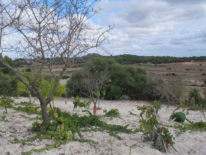 Parcela rústica en venta en Montuïri