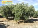 Parcela rústica en venta en Alcaudete