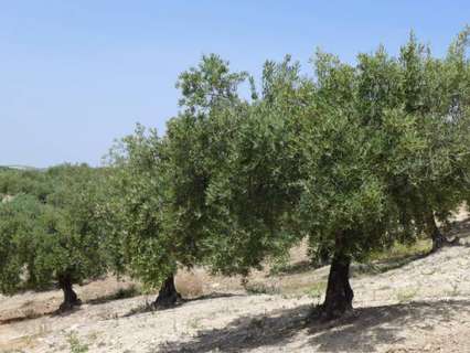 Parcela rústica en venta en Baena