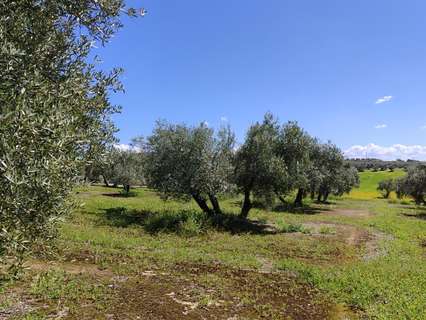 Parcela rústica en venta en Baena