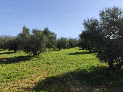 Parcela rústica en venta en Baena