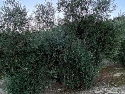 Parcela rústica en venta en Doña Mencía