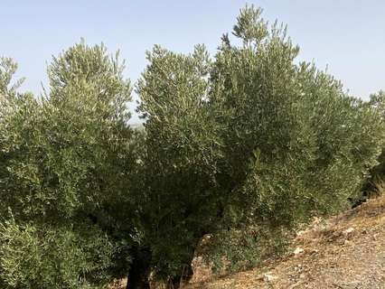 Parcela rústica en venta en Nueva Carteya