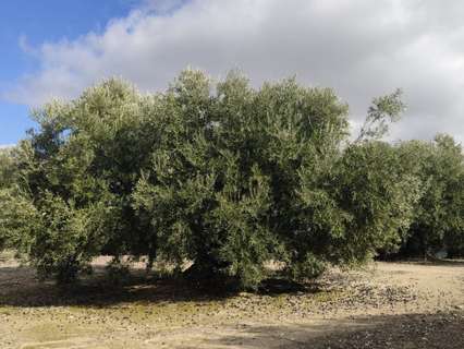 Parcela rústica en venta en Doña Mencía