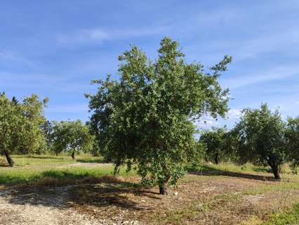 Parcela rústica en venta en Baena