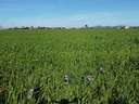 Parcela rústica en venta en Campos