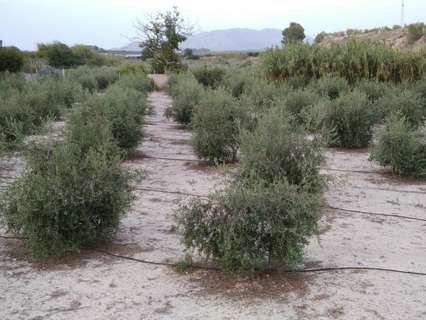 Parcela rústica en venta en Cehegín