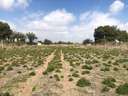 Casa rústica en venta en Elche/Elx
