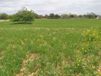 Parcela rústica en venta en Santa Margalida zona Can Picafort
