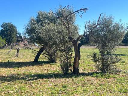 Parcela rústica en venta en Consell