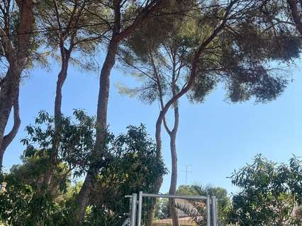 Parcela rústica en venta en Palma de Mallorca