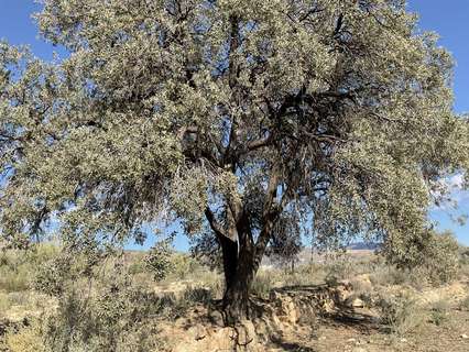 Parcela rústica en venta en Padules