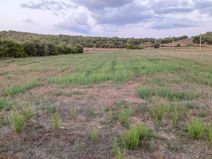 Parcela rústica en venta en Manacor