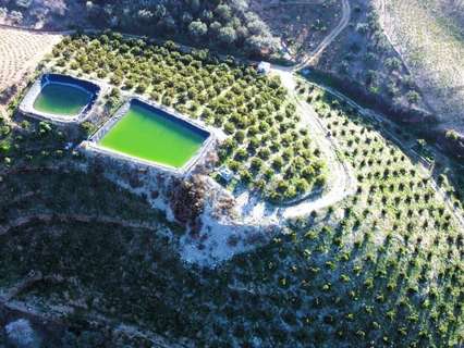 Parcela rústica en venta en Itrabo rebajada