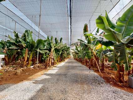 Parcela rústica en venta en Gáldar