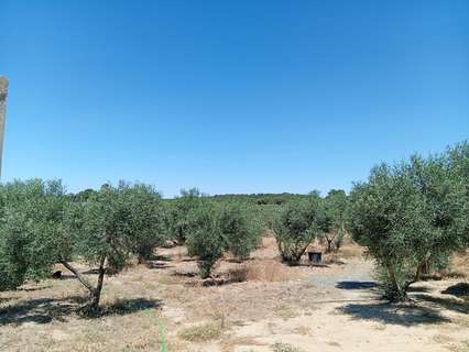 Parcela rústica en venta en Villablanca